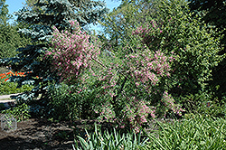 Saltbush (Halimodendron halodendron) at Stonegate Gardens