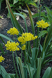 Golden Garlic (Allium moly luteum) at A Very Successful Garden Center