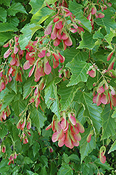 Amur Maple (multi-stem) (Acer ginnala '(multi-stem)') at Lakeshore Garden Centres