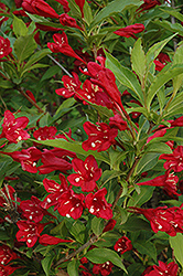 Red Prince Weigela (Weigela florida 'Red Prince') at The Mustard Seed