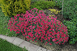 Bridgette Pinks (Dianthus 'Bridgette') at A Very Successful Garden Center
