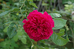 Wenlock Rose (Rosa 'Wenlock') at Lakeshore Garden Centres
