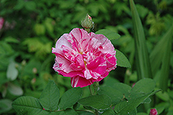 Mundi Rose (Rosa 'Mundi') at Stonegate Gardens