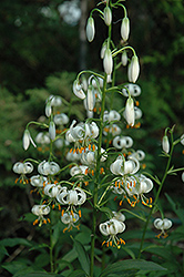White Martagon Lily (Lilium martagon 'Album') at A Very Successful Garden Center