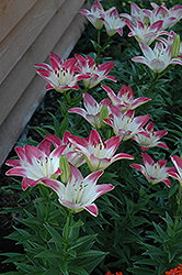 Lollypop Lily (Lilium 'Lollypop') at Stonegate Gardens