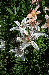 Arrowwood Lily (Lilium 'Arrowwood') at Stonegate Gardens