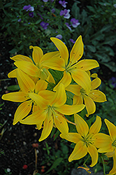 Sun Power Lily (Lilium 'Sun Power') at A Very Successful Garden Center