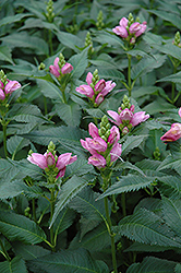 Lyon's Turtlehead (Chelone lyonii) at A Very Successful Garden Center