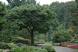 Amur Cork Tree (Phellodendron amurense) at Stonegate Gardens