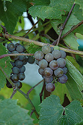Atcan Grape (Vitis 'Atcan') at A Very Successful Garden Center