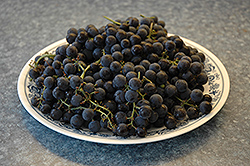 Minnesota 78 Grape (Vitis 'Minnesota 78') at Lakeshore Garden Centres