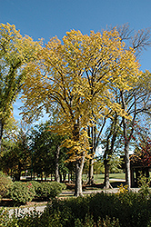 American Elm (Ulmus americana) at Stonegate Gardens