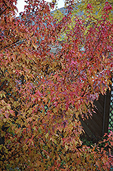 Embers Amur Maple (Acer ginnala 'Embers') at A Very Successful Garden Center