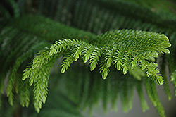 Norfolk Island Pine (Araucaria heterophylla) at A Very Successful Garden Center
