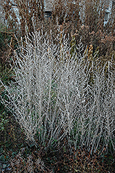 Russian Sage (Perovskia atriplicifolia) at A Very Successful Garden Center