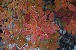 Rainbow Pillar Serviceberry (Amelanchier canadensis 'Glennform') at Green Thumb Garden Centre
