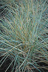 Blue Dune Lyme Grass (Leymus arenarius 'Blue Dune') at Stonegate Gardens