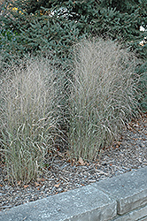 Shenandoah Reed Switch Grass (Panicum virgatum 'Shenandoah') at The Mustard Seed