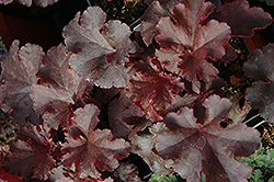 Curly Red Coral Bells (Heuchera 'Curly Red') at Lakeshore Garden Centres