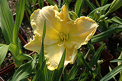 First Knight Daylily (Hemerocallis 'First Knight') at Lakeshore Garden Centres