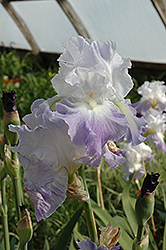 Heartstring Strummer Iris (Iris 'Heartstring Strummer') at A Very Successful Garden Center