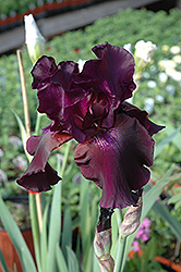 Superstition Iris (Iris 'Superstition') at Stonegate Gardens