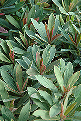 Helena's Blush Spurge (Euphorbia 'Inneuphhel') at Lakeshore Garden Centres