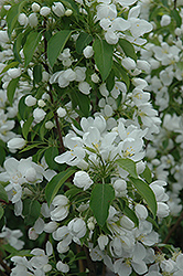 Spring Snow Flowering Crab (Malus 'Spring Snow') at A Very Successful Garden Center