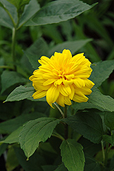 Loddon Gold Sunflower (Helianthus 'Loddon Gold') at A Very Successful Garden Center