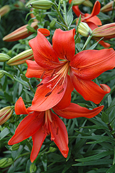 Red Tiger Lily (Lilium lancifolium 'Rubrum') at A Very Successful Garden Center