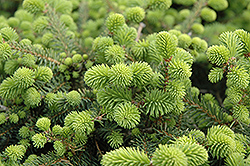 Creeping Norway Spruce (Picea abies 'Repens') at A Very Successful Garden Center