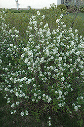 Northline Saskatoon (Amelanchier alnifolia 'Northline') at A Very Successful Garden Center