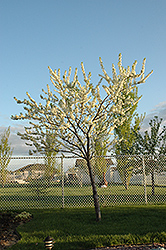 Grenville Plum (Prunus 'Grenville') at Lakeshore Garden Centres