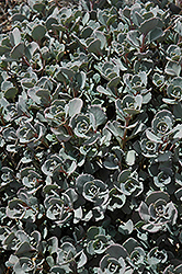 Lidakense Stonecrop (Sedum cauticola 'Lidakense') at Lakeshore Garden Centres