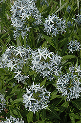 Blue Star Flower (Amsonia tabernaemontana) at A Very Successful Garden Center