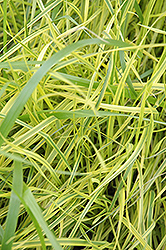 Variegated Palm Sedge (Carex muskingumensis 'Oehme') at A Very Successful Garden Center