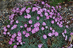 Rose Dawn Pinks (Dianthus gratianopolitanus 'Rose Dawn') at A Very Successful Garden Center