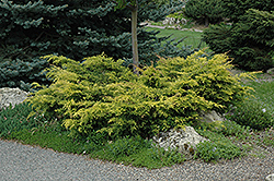 Old Gold Juniper (Juniperus x media 'Old Gold') at A Very Successful Garden Center