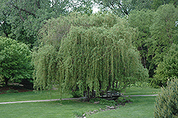 Golden Curls Willow (Salix 'Golden Curls') at Stonegate Gardens