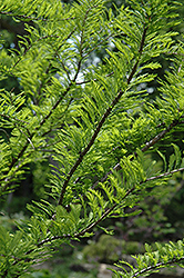 Baldcypress (Taxodium distichum) at Stonegate Gardens