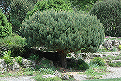 Umbrella Scotch Pine (Pinus sylvestris 'Umbraculifera') at Stonegate Gardens
