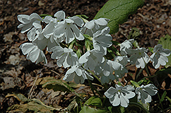 Snowflakes Primrose (Primula 'Snowflakes') at A Very Successful Garden Center