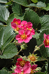 Shades Of Pink Strawberry (Fragaria 'Shades Of Pink') at A Very Successful Garden Center