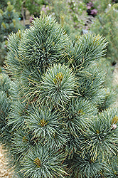 Blue Mound Swiss Stone Pine (Pinus cembra 'Blue Mound') at Stonegate Gardens