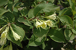 Canary Weigela (Weigela subsessilis 'Canary') at A Very Successful Garden Center