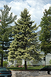 Spring Ghost Blue Spruce (Picea pungens 'Spring Ghost') at Lakeshore Garden Centres