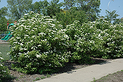 Highbush Cranberry (Viburnum trilobum) at Lakeshore Garden Centres