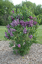 Yankee Doodle Lilac (Syringa vulgaris 'Yankee Doodle') at A Very Successful Garden Center