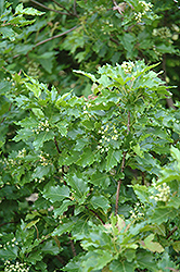 Emerald Elf Amur Maple (Acer ginnala 'Emerald Elf') at Lakeshore Garden Centres