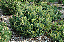Beauvronensis Scotch Pine (Pinus sylvestris 'Beauvronensis') at A Very Successful Garden Center